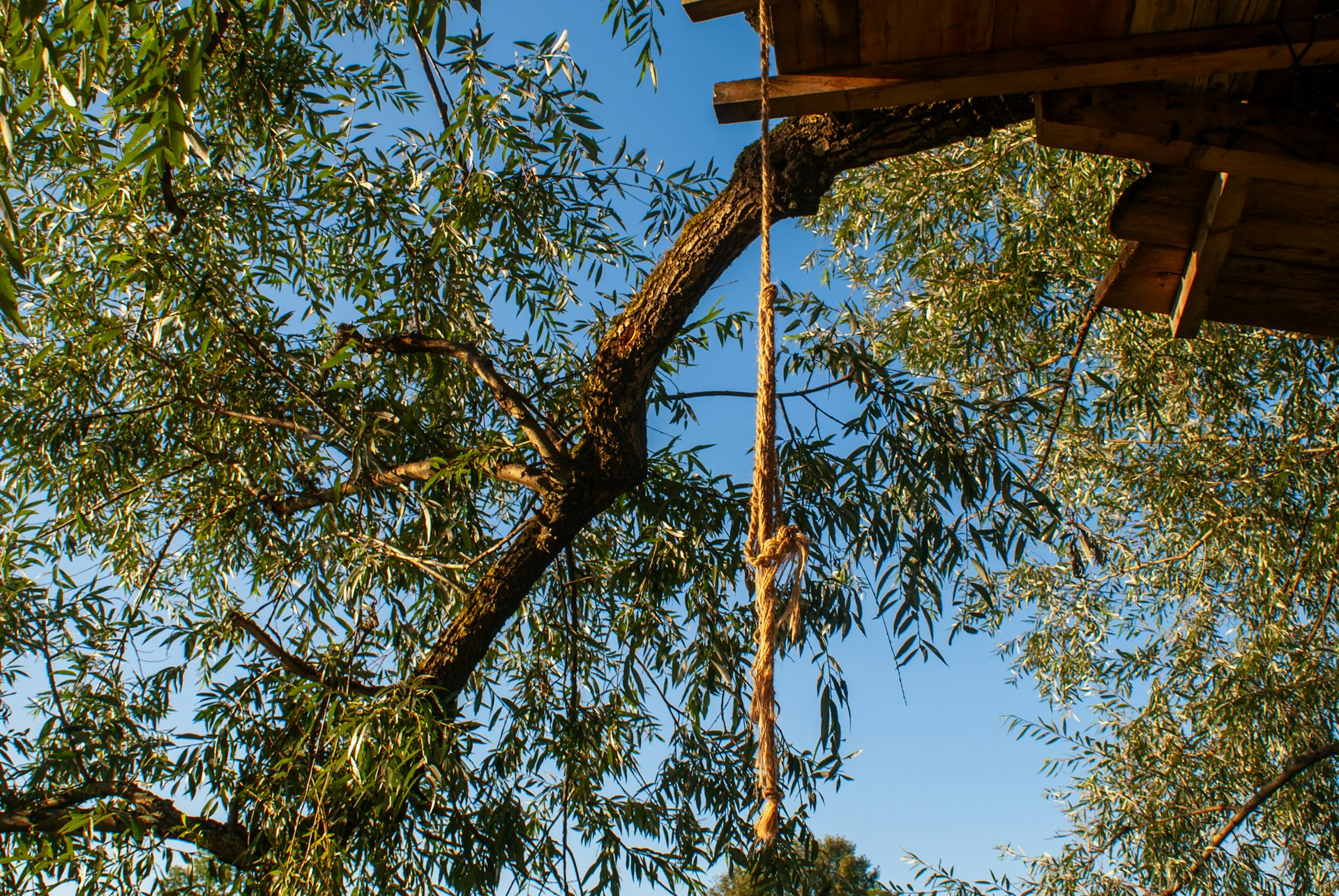 A tree house with a ladder hanging from it's side